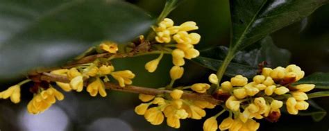 桂花树风水|桂花树的寓意与象征风水（桂花树）